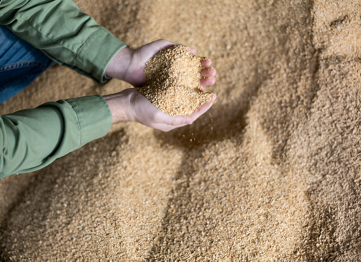 Paddy Import Indonesia